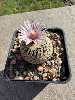 Preview: Turbinicarpus valdezianus